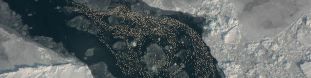 Eider ducks, aerial view