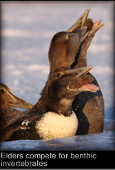 Eiders compete for benthic invertebrates