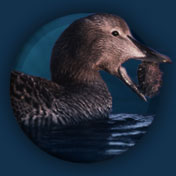 Website Icon