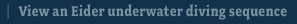 Original 2002 Underwater Sequence